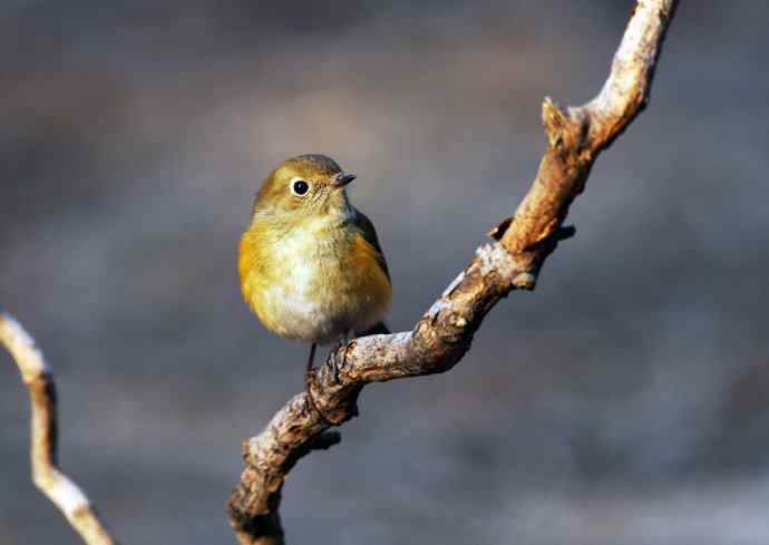 雌性红胁蓝尾鸲(21) 雌性红胁蓝尾鸲(21)