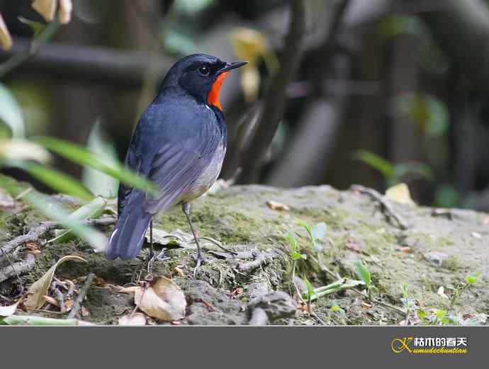 拍到鈥溄鹦馗桊垛