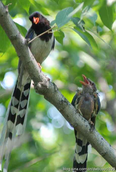 红嘴蓝鹊和它的宝宝