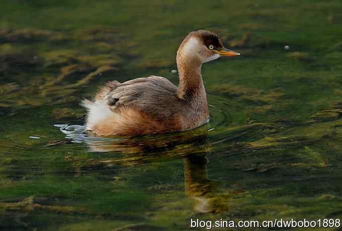 山光悦鸟性 wbr偶心竞翔飞 山光悦鸟性 wbr偶心竞翔飞