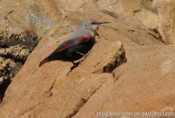 优雅红翅 旋壁山岩