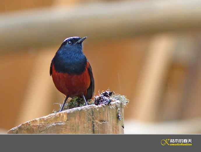 雨中的鈥湴锥ハ垛