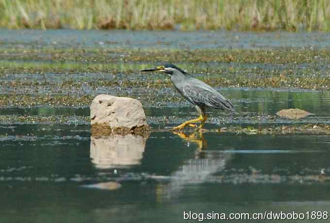 冒酷暑寻拍绿鹭 wbr长途奔袭古北口