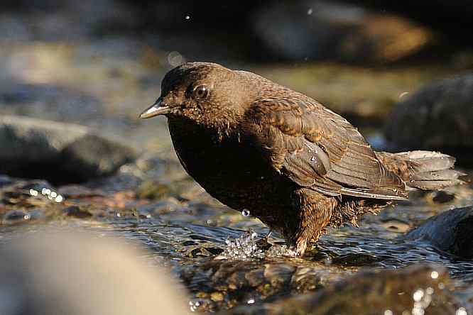 房山十渡(褐河乌)