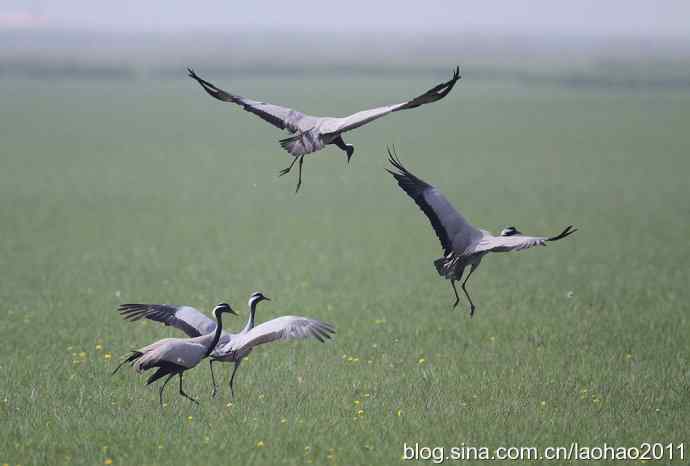 蓑羽鹤，好久不见