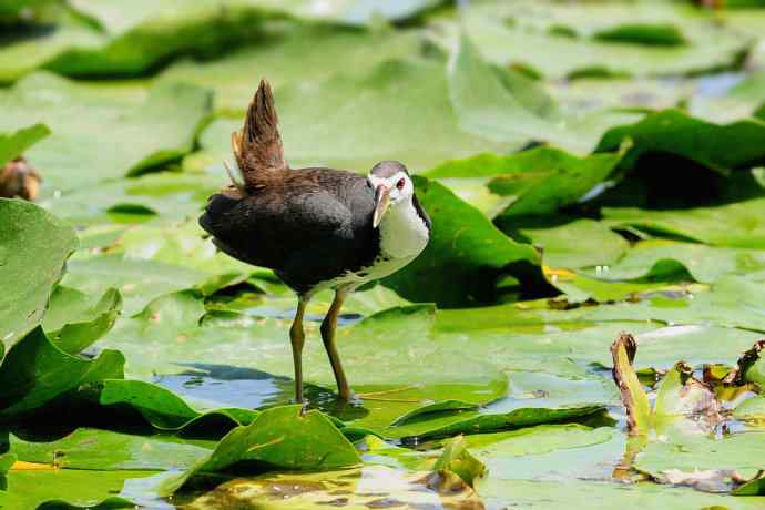 龙潭西湖的白胸苦恶鸟