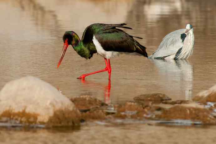 鹭鹳相争 wbr拍翁得意☆★