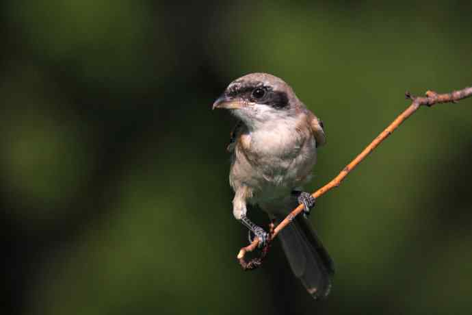 小伯劳长成(4)  独立 特写