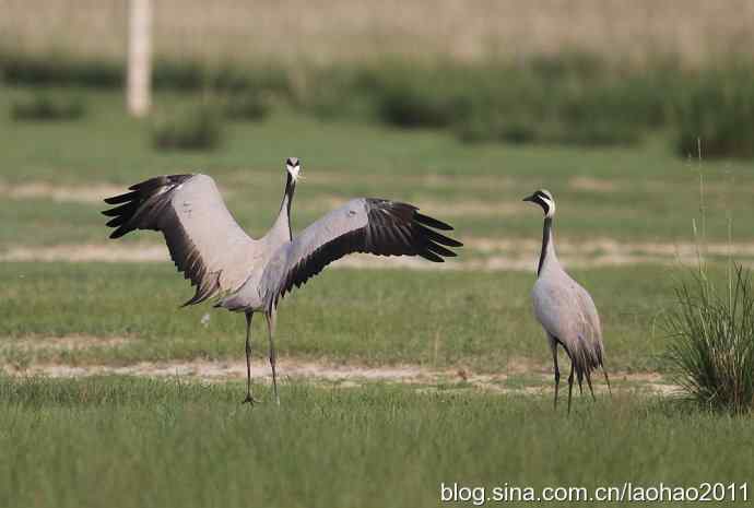 蓑羽鹤，好久不见