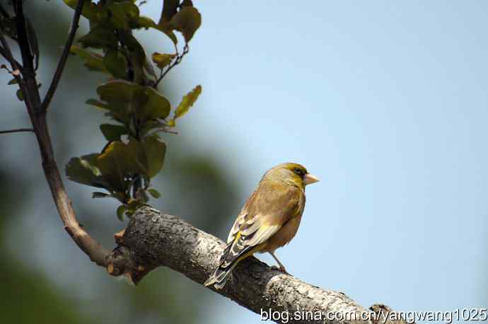 明星风范(拍摄金翅鸟纪实) 明星风范(拍摄金翅鸟纪实)