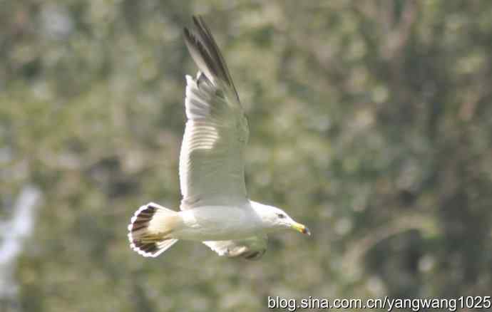 飞（海鸥与夜鹭） wbr2