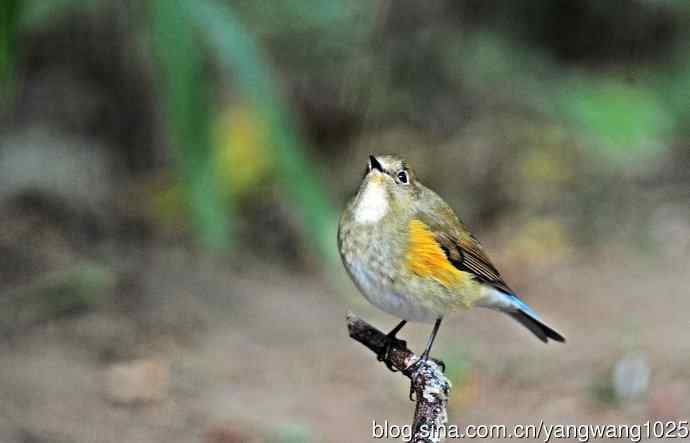 雌性红胁蓝尾鸲(63) 雌性红胁蓝尾鸲(63)