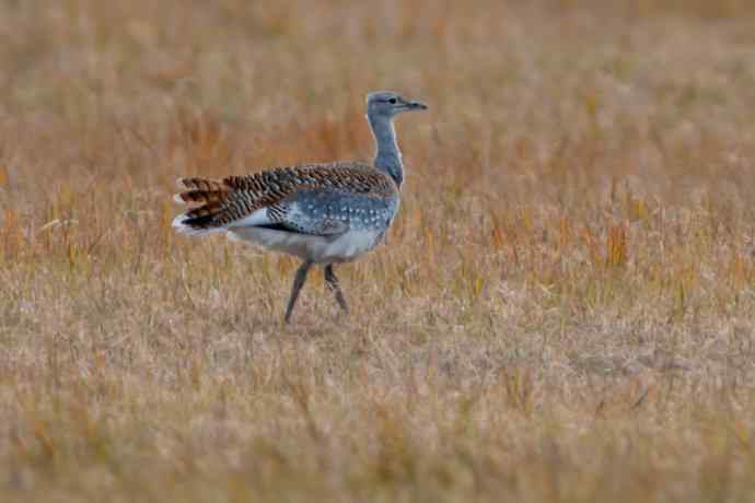 克旗草原 wbr邂逅大鸨