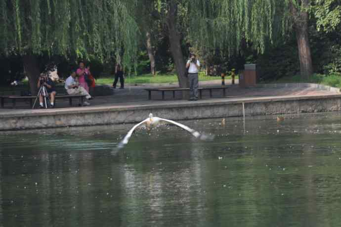 再拍大鹈鹕 wbr wbr4