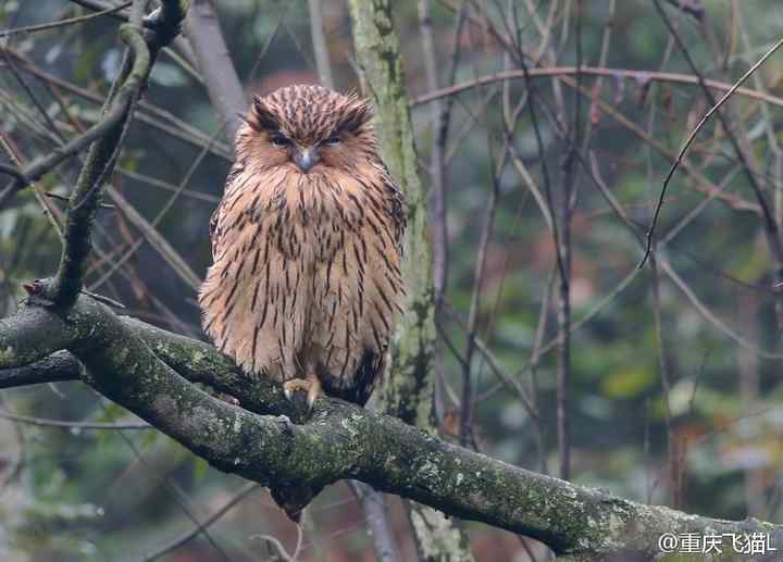 硕大的猫头鹰——黄脚鱼鸮吐食丸