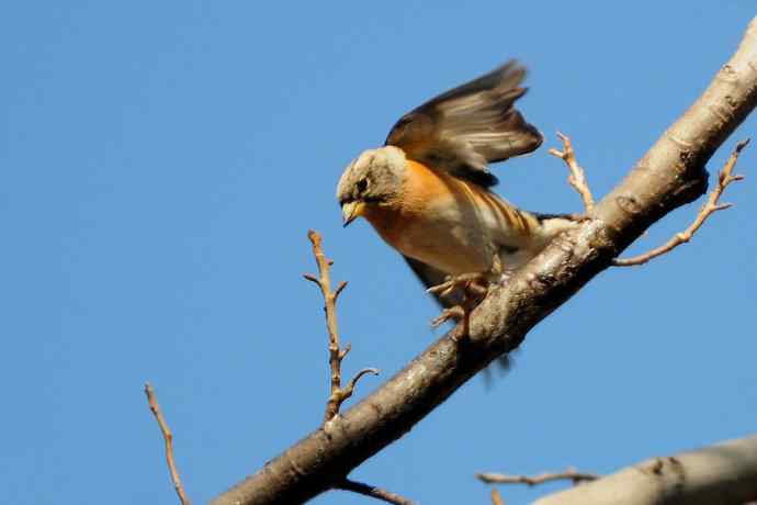 春天行走 wbr北植几只鸟 春天行走 wbr北植几只鸟