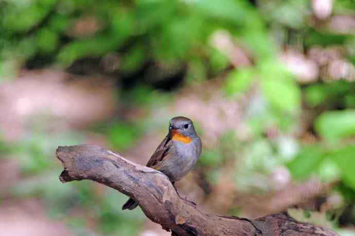 雄性红喉姬鹟（3）