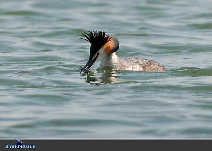 凤头.相恋在春花绽放时