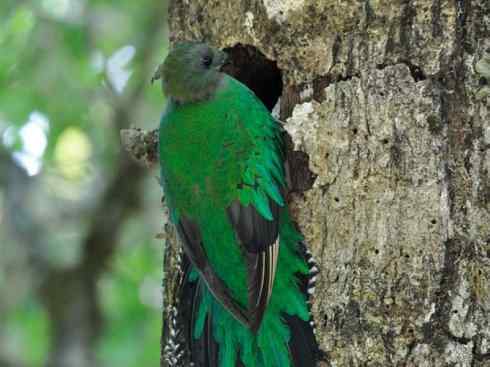 鸟类之最：凤尾绿咬鹃