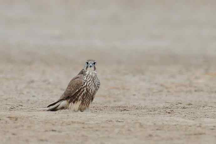 野鸭湖10月15日收获