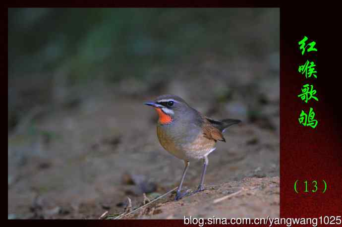 红喉歌鸲（13）