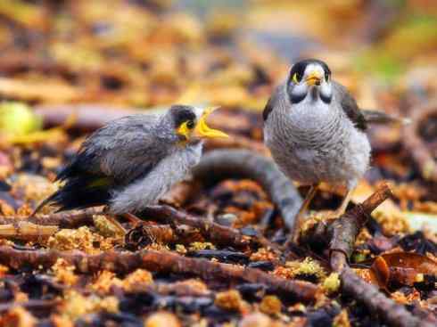 雀鸟也彪悍：鸟中恶霸（黑头矿鸟）