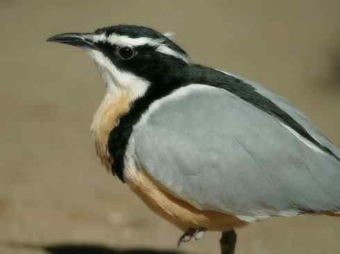 雀鸟也彪悍：与鳄共舞（埃及鸻）