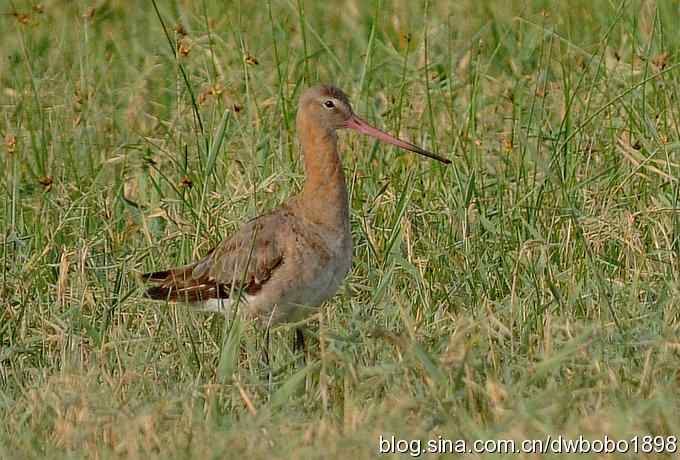 黑尾塍鹬鈥斺斈诿晒勰裥校ㄈ