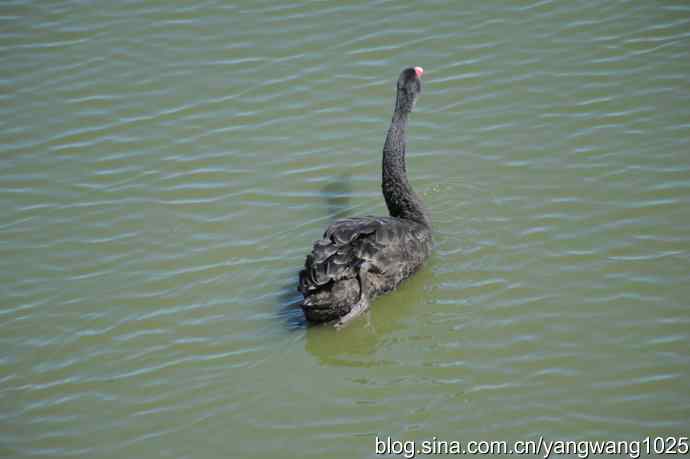 再游麋鹿苑（黑天鹅篇）
