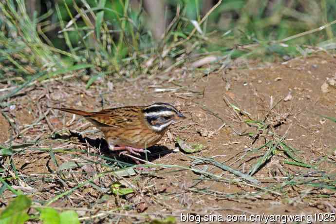 北京天坛公园的鸟类——白眉鹀（10）