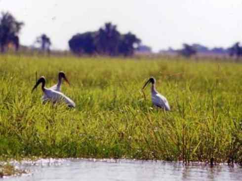 另类鸟类建筑师之一（白鹳、秃鹳）