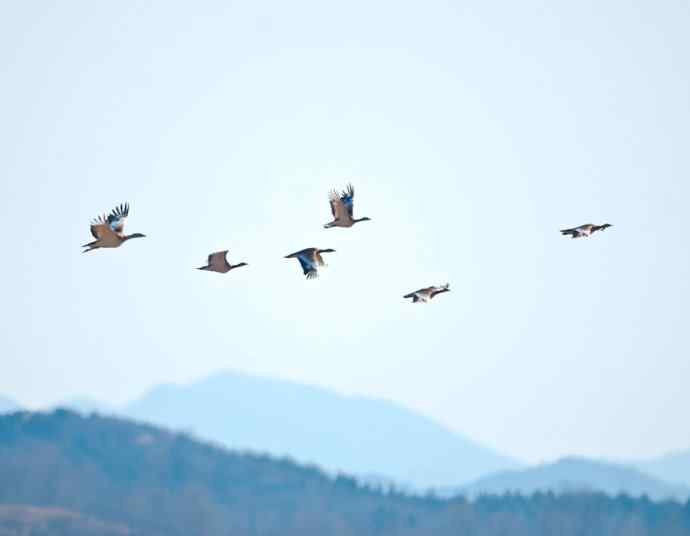密云水库&nbsp;wbr路&nbsp;wbr大鸨、雉鸡和苍鹭