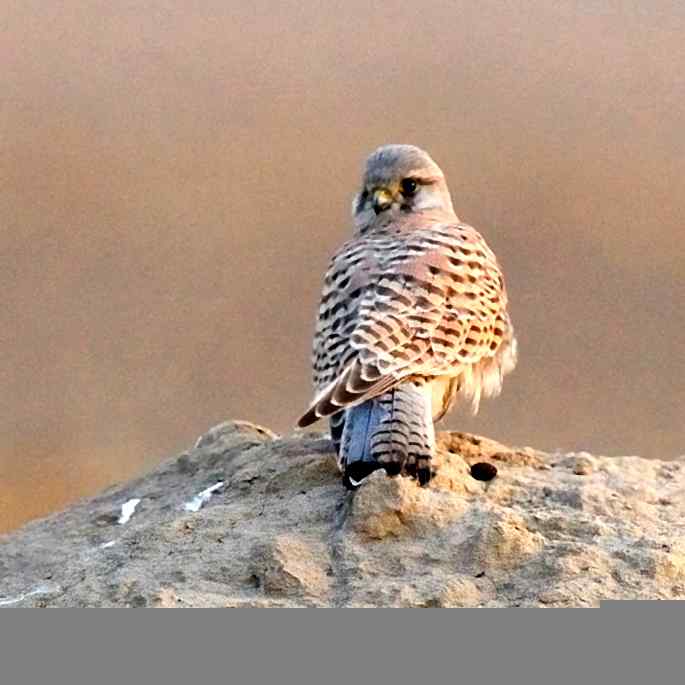 官厅水库 wbr路 wbr红隼的晚餐 官厅水库 wbr路 wbr红隼的晚餐