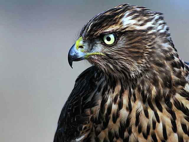 浅水湾观猛零距离