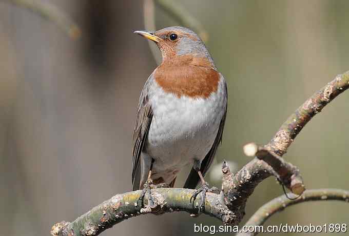 赤颈鸫和珠颈斑鸠