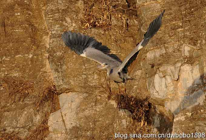 秃鹫和十渡的几只大鸟