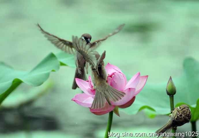 雀与荷 wbr3（领地之争纪实）