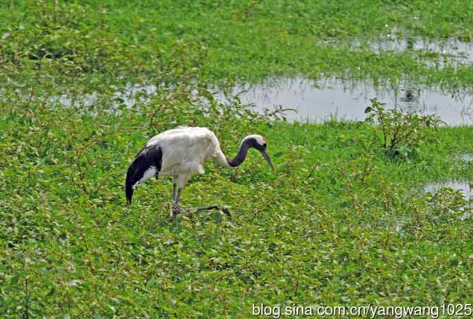 北京麋鹿苑的鸟类——悠闲的丹顶鹤