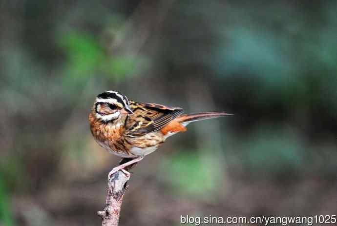 登枝的三道眉草鹀