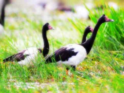 奇特的盔：鹊雁