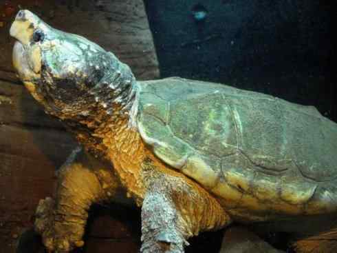 玄武：传说的兽原型探秘（鳄龟）