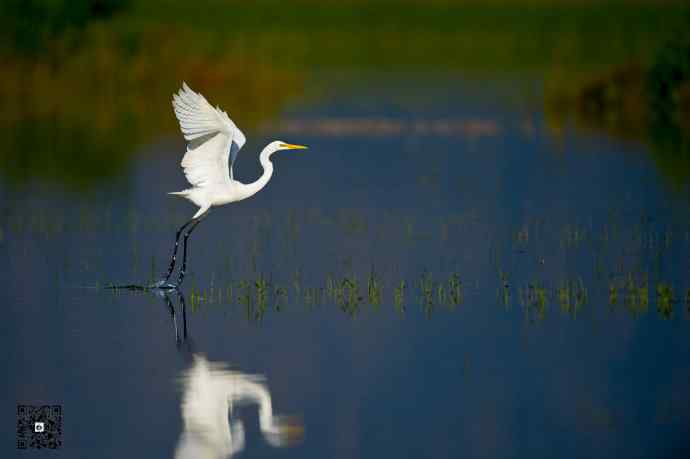 野鸭湖的大白鹭和白鹭