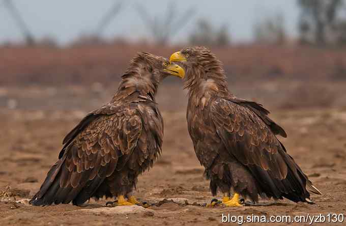 哥俩好鈥斺敽５裥值埽ㄗ橥迹11张图片）