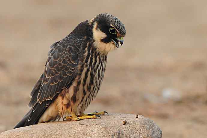 诠释燕隼“吐食丸”的全过程