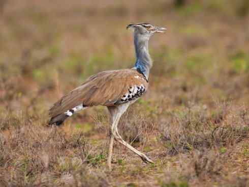 鸟类之最：灰颈鹭鸨