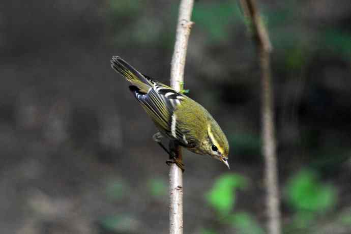 黄眉柳莺（17）