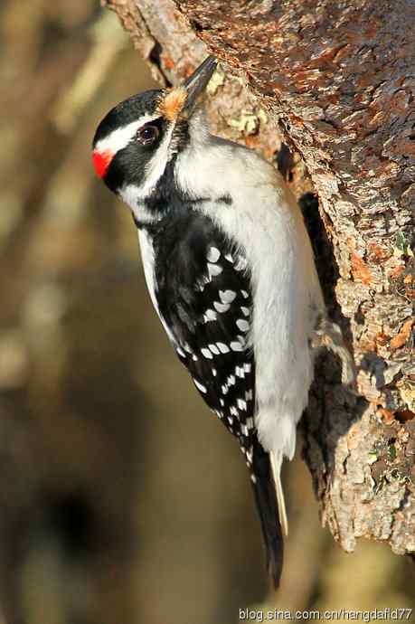 毛发啄木鸟（4）