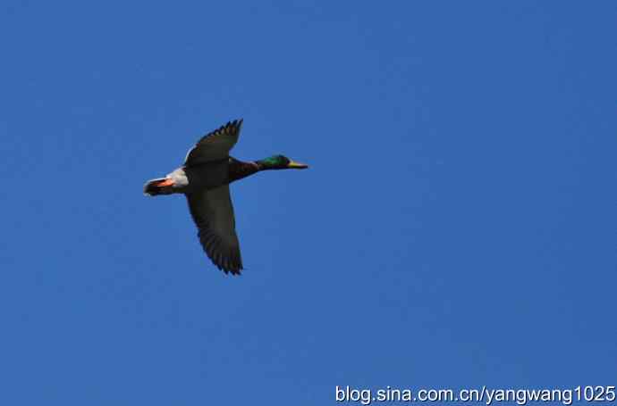 飞 wbr（绿头鸭）