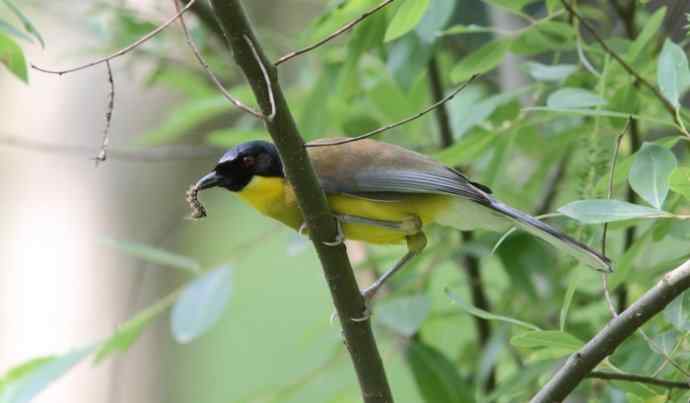 婺源观鸟行之石门黄喉噪鹛篇