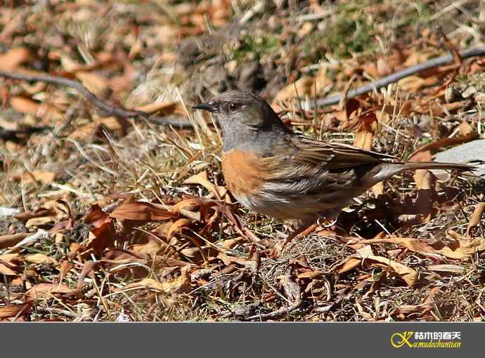 高原鸟鈥滒堆茵意潯臼蹬摹
